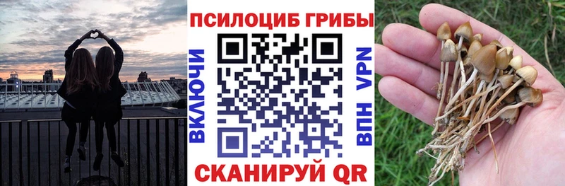 Купить  Райчихинск  Галлюциногенные грибы MAGIC MUSHROOMS 
